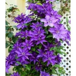 CLEMATİS THE PRESEDENT